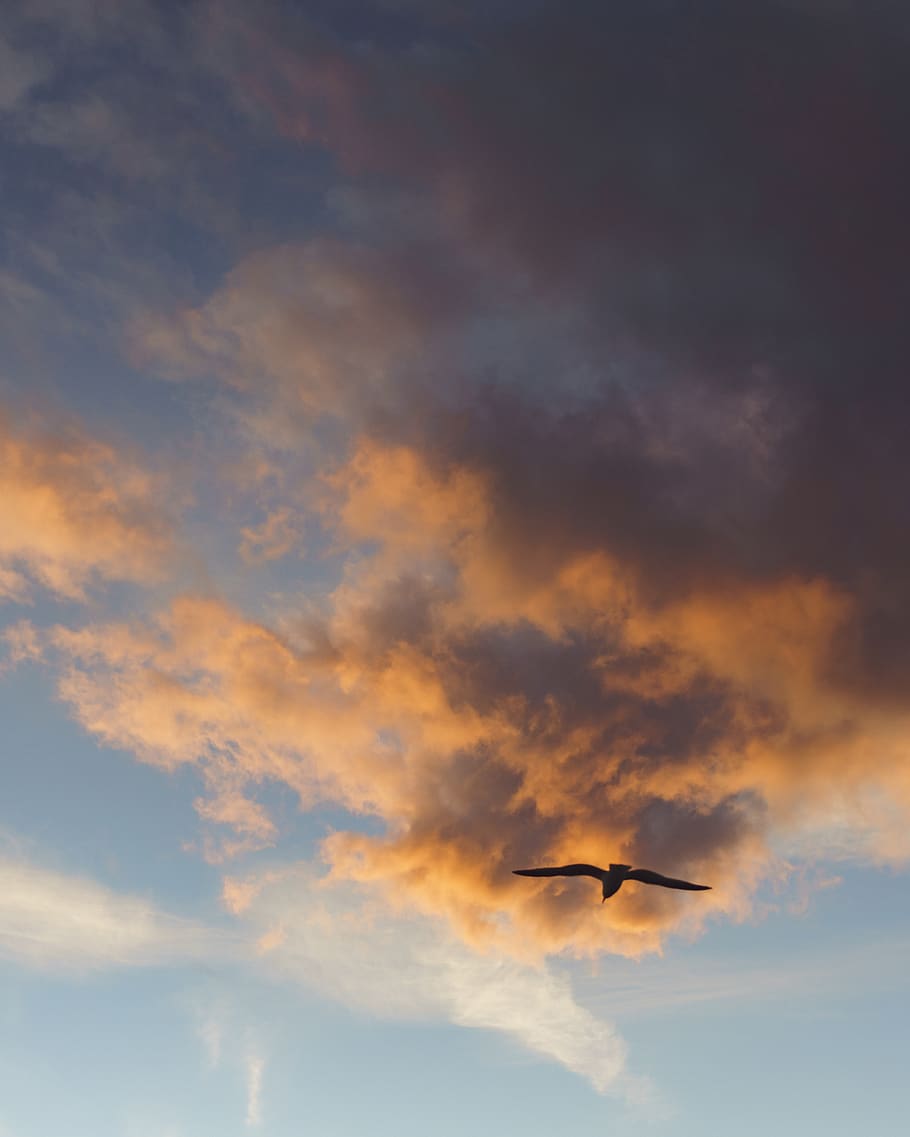black bird flying at sky, cloud - sky, animal themes, animals in the wild HD wallpaper