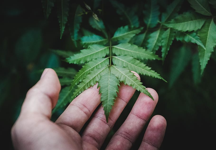 person holding green leaf plant, wood, forest, hand, held, tree HD wallpaper
