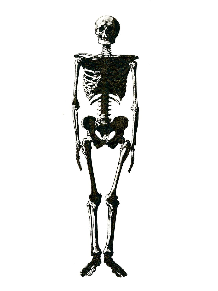 human, skeleton, bones, graphics, studio shot, white background HD wallpaper