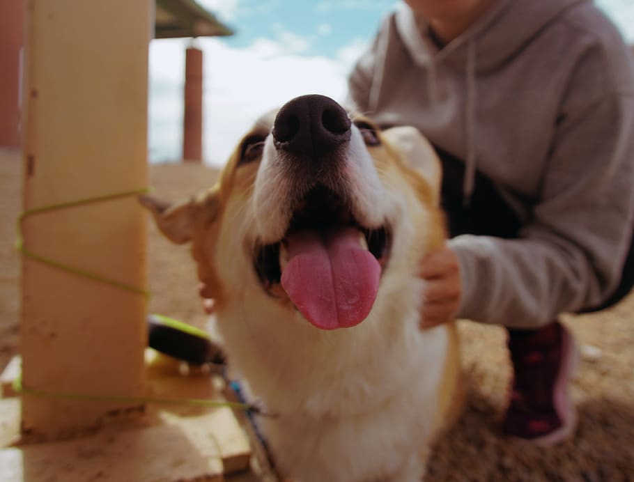 dog, one animal, canine, domestic animals, mammal, pets, animal themes HD wallpaper