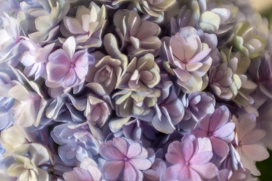 Hydrangea closeup, background, beautiful, beauty, bloom, blossom HD wallpaper