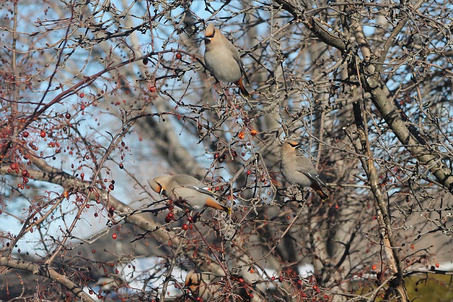 birds, fall, tree, branches, nature, autumn, landscape, plumage, HD wallpaper