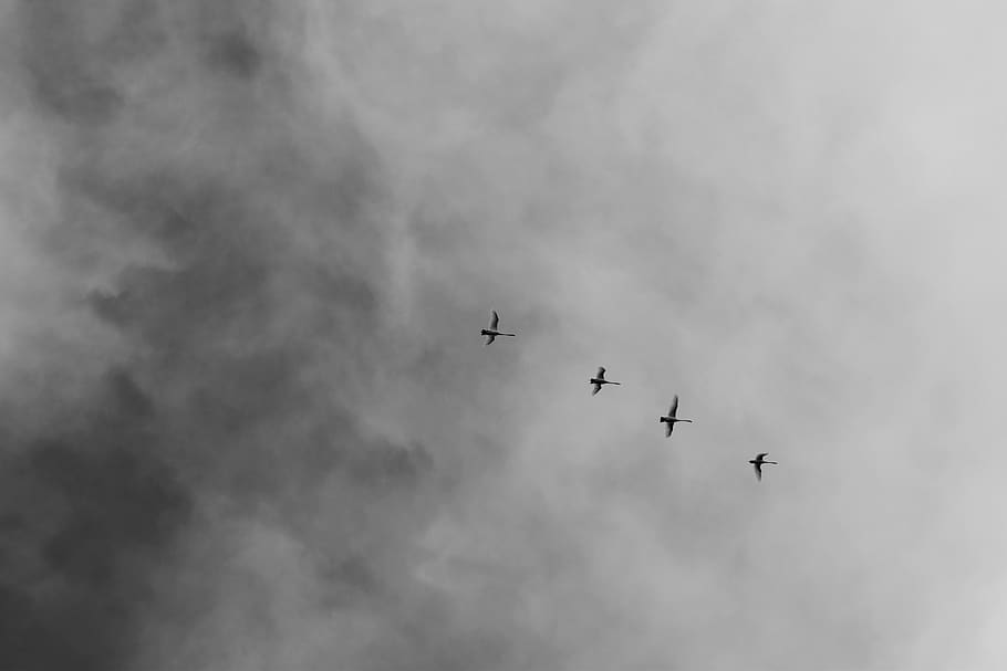 Low Angle Photography of Four Flying Birds, action, black-and-white HD wallpaper