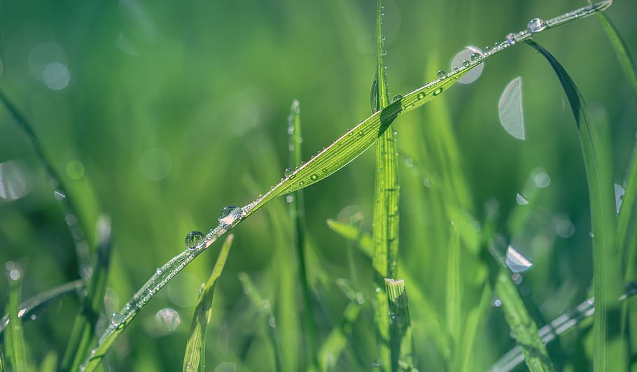 Macro Shot of Green Grass, background image, blur, close-up, dew HD wallpaper