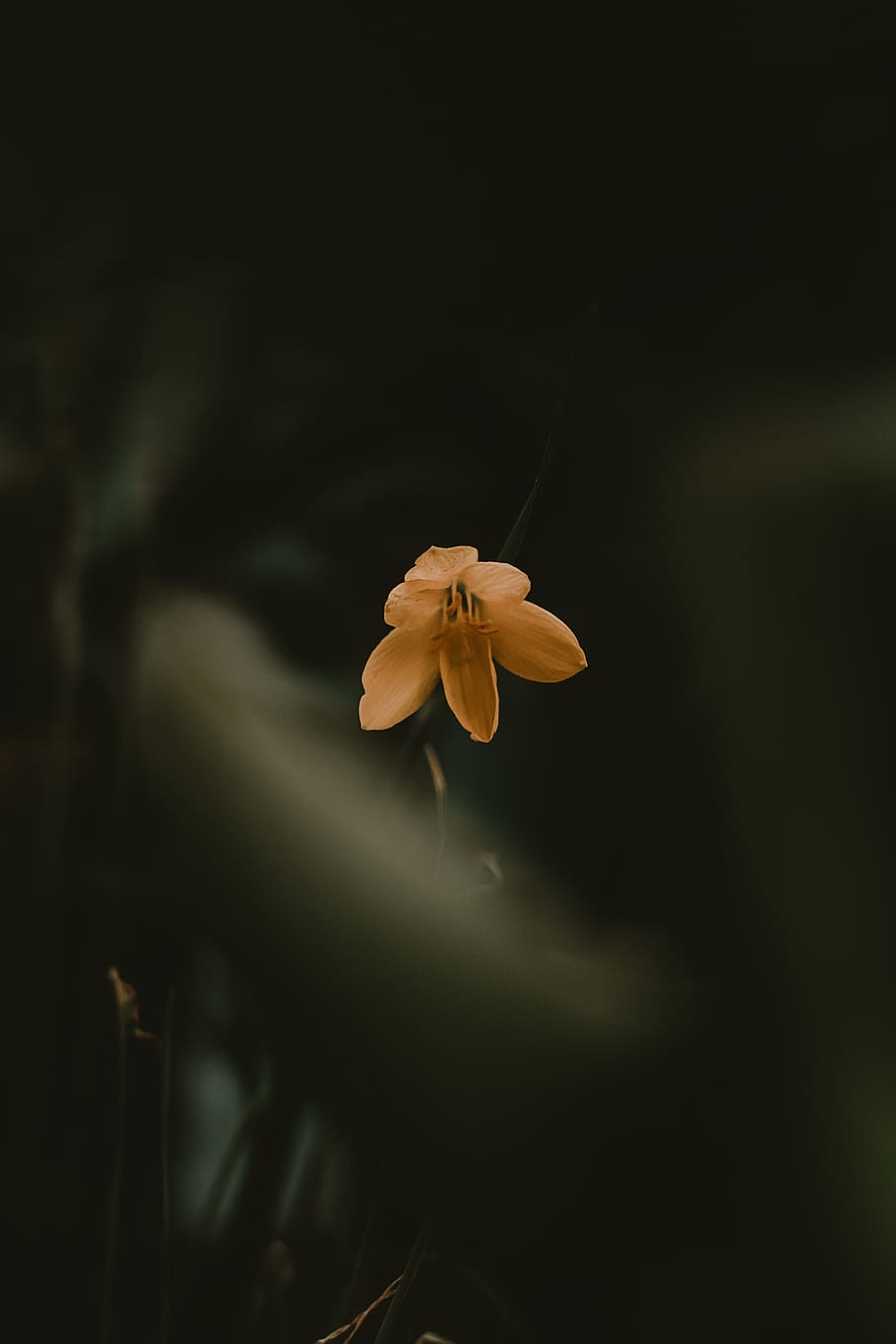 Selective Focus Photography of Yellow-petaled Flower, bloom, blossom HD wallpaper