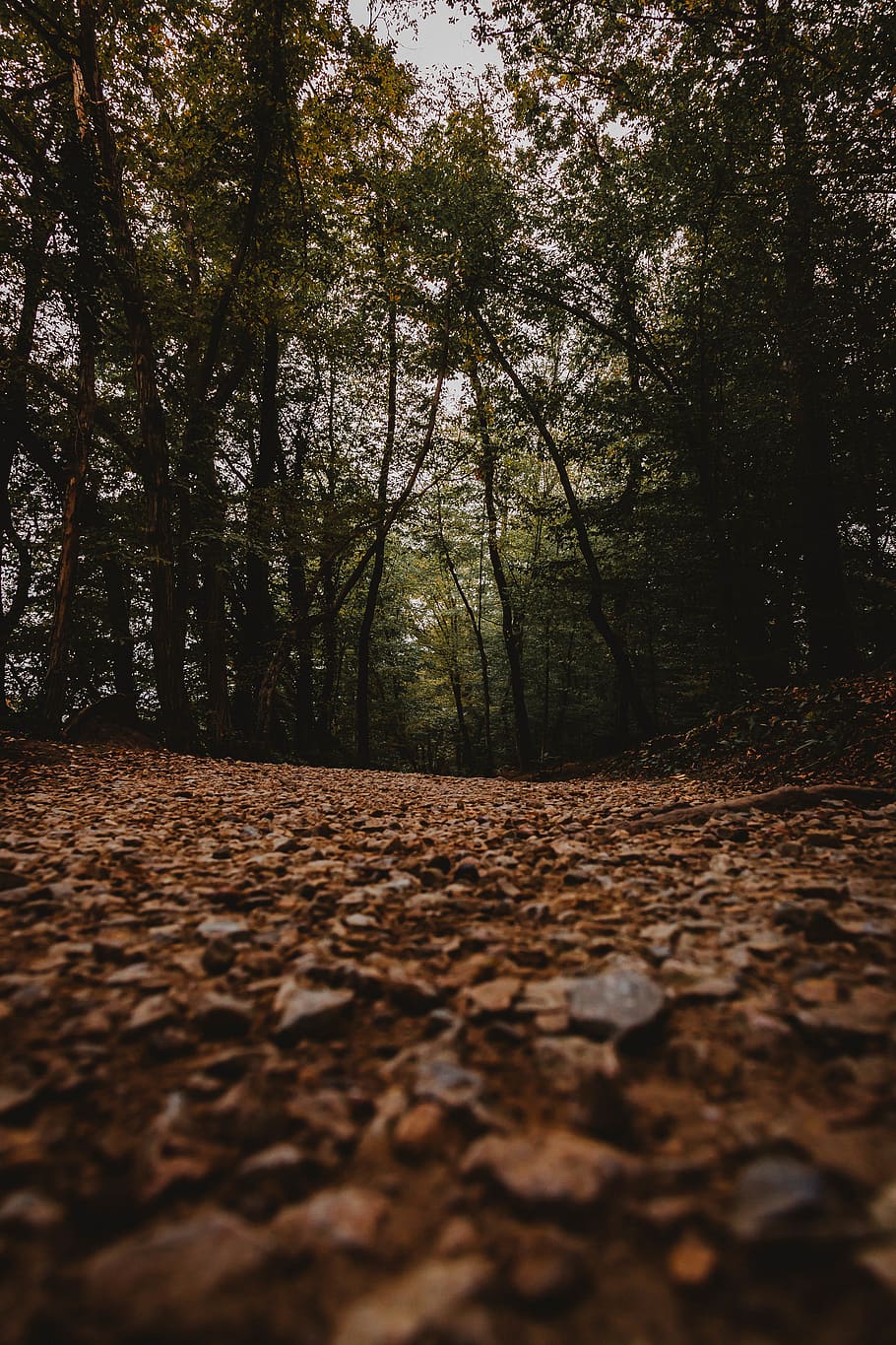 pathway between green trees, trail, leaves, forest, moody, vignette HD wallpaper