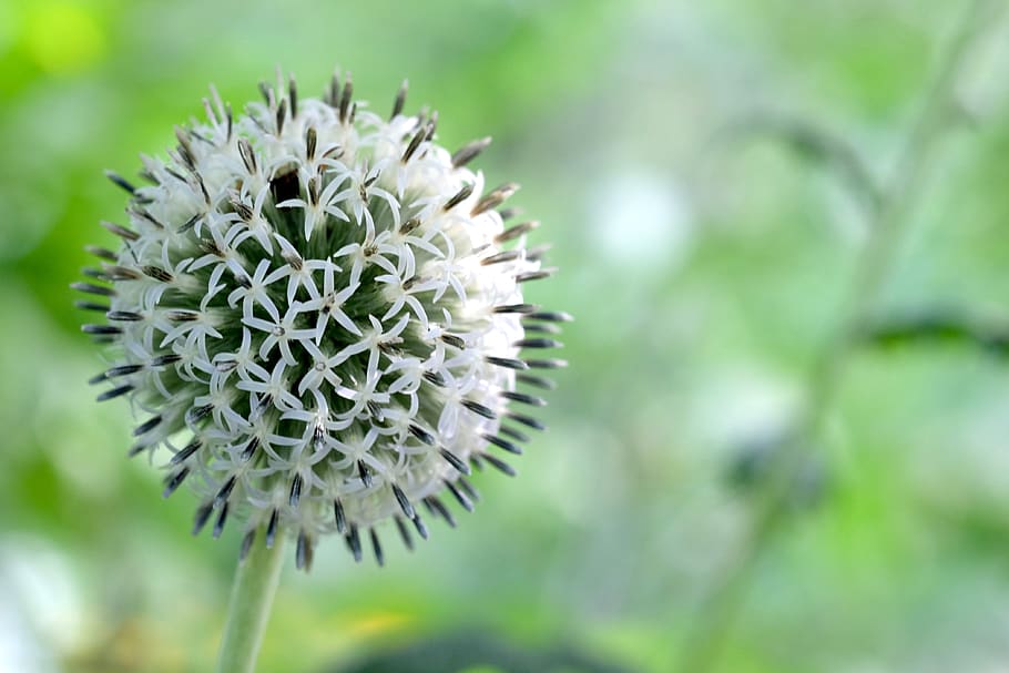 echinops, globe thistle, white flower, bloom, blossom, plant HD wallpaper