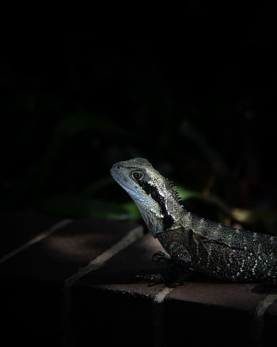 black reptile, animal, lizard, iguana, gecko, wildlife, australia, HD wallpaper