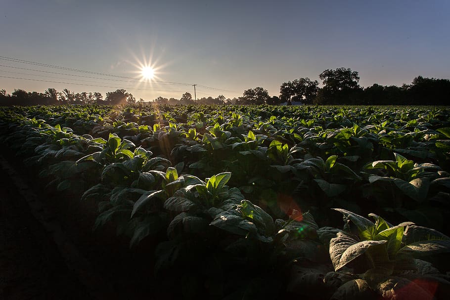 Green-leafed Vegetable Garden, agriculture, close-up, clouds HD wallpaper