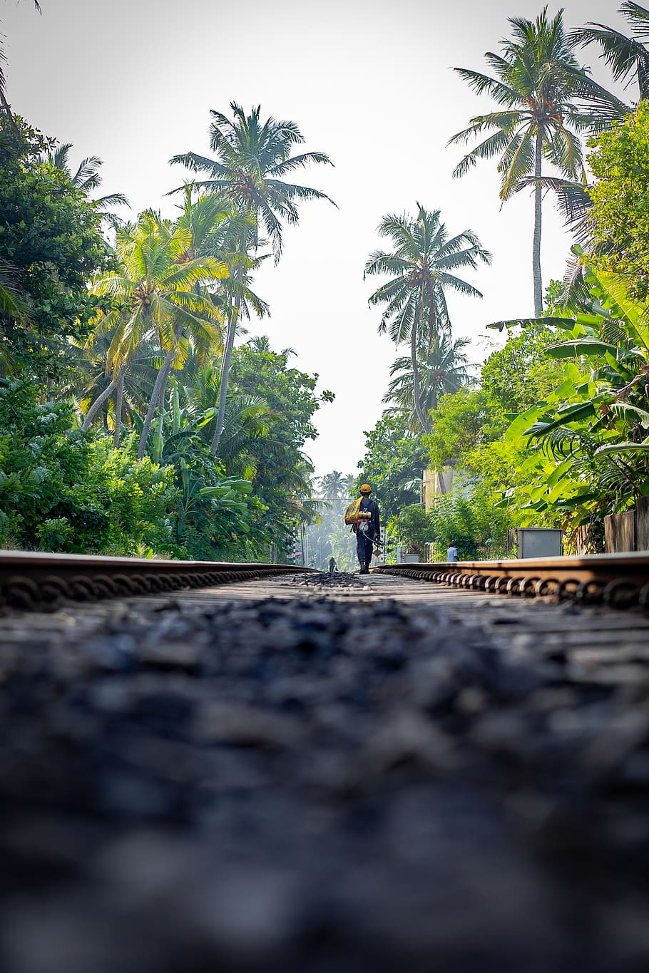 man walking on rail, plant, tropical climate, palm tree, sky HD wallpaper