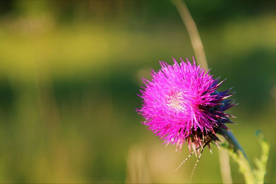 flower, spring, dea, nature, plant, color, beautiful, blooming HD wallpaper