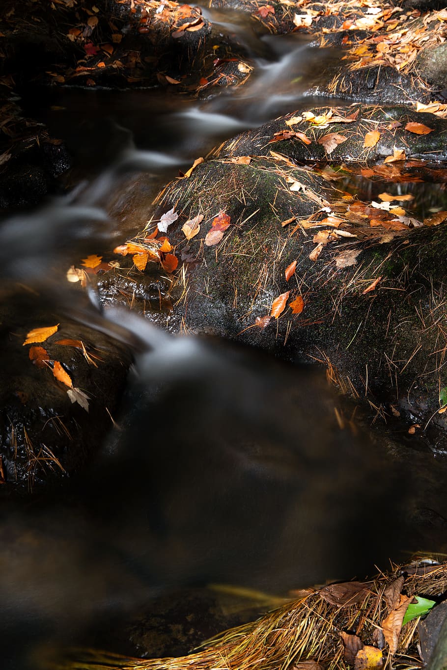 Grass Near Body of Water, autumn, blur, creek, fall, flow, foliage HD wallpaper