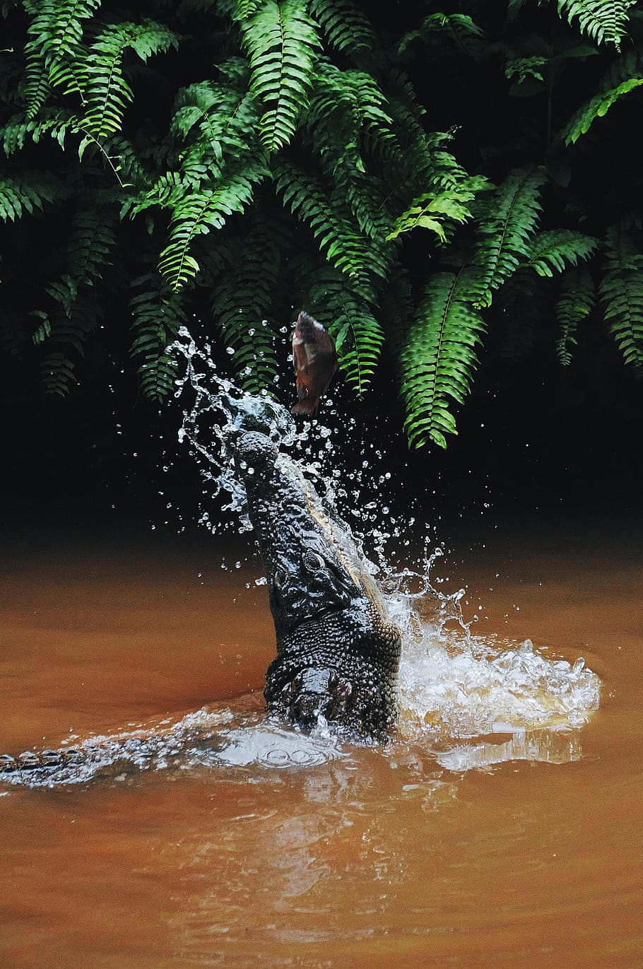 alligator catching gray fish, water, motion, tree, nature, splashing HD wallpaper