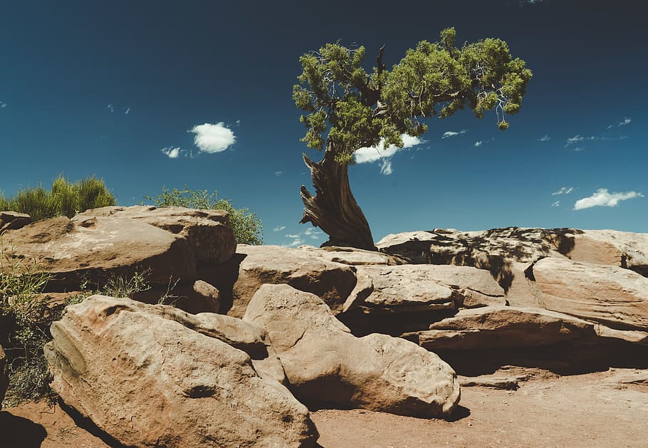 tree, desert, rock, utah, explore, hike, rock - object, solid HD wallpaper