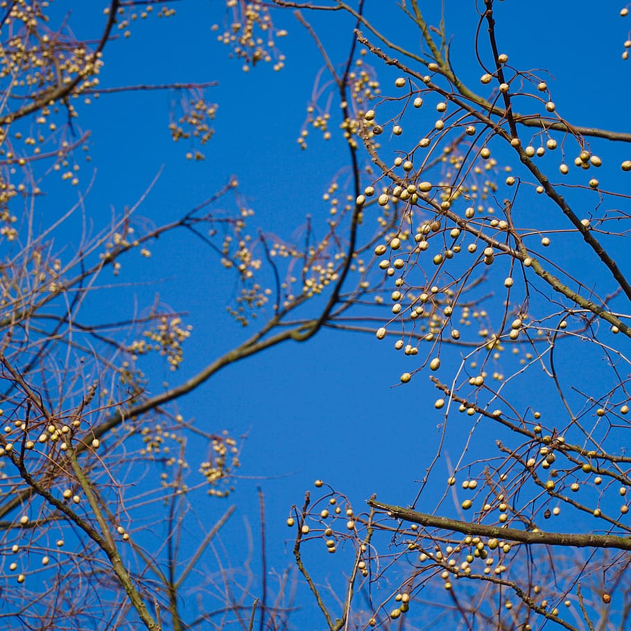 tree, sky, blue, plant, beauty in nature, clear sky, branch HD wallpaper