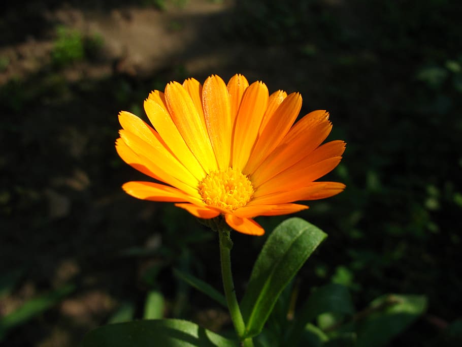flower, orange, flowering plant, freshness, fragility, vulnerability HD wallpaper