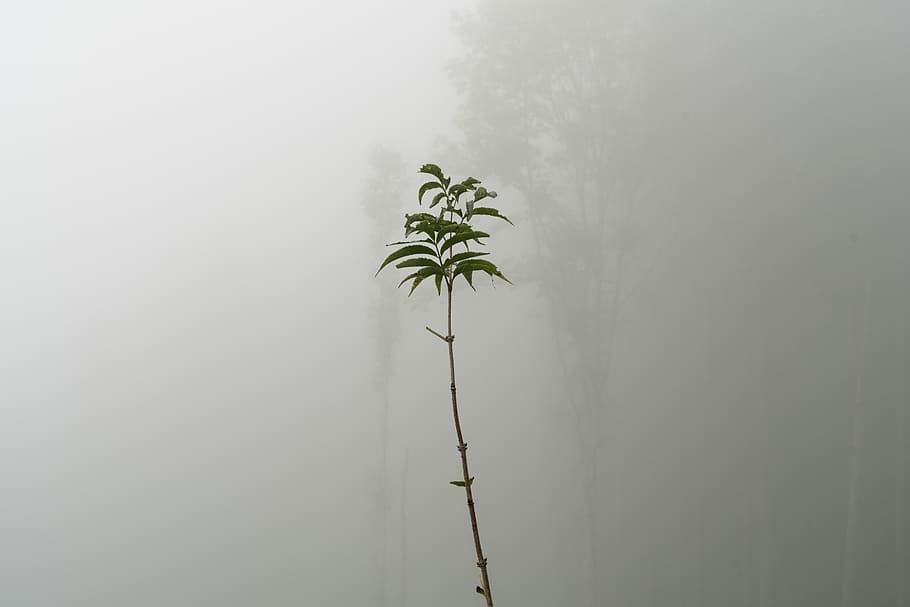 austria, diex, plant, growth, nature, leaf, plant part, beauty in nature HD wallpaper