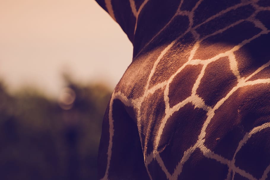 giraffe, animals, spots, close-up, focus on foreground, human body part HD wallpaper