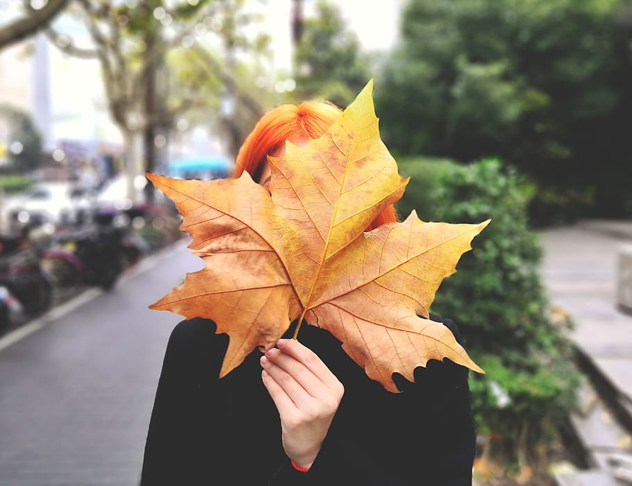 shanghai, china, plant part, autumn, one person, leaf, change HD wallpaper