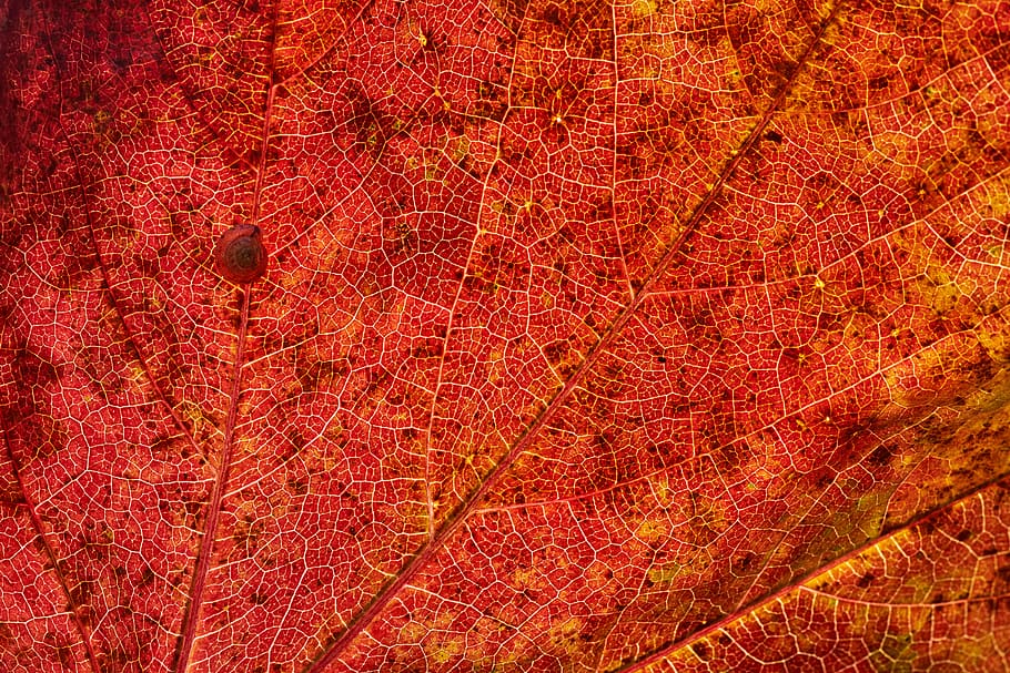 brown leaf, red, backgrounds, full frame, autumn, orange color HD wallpaper