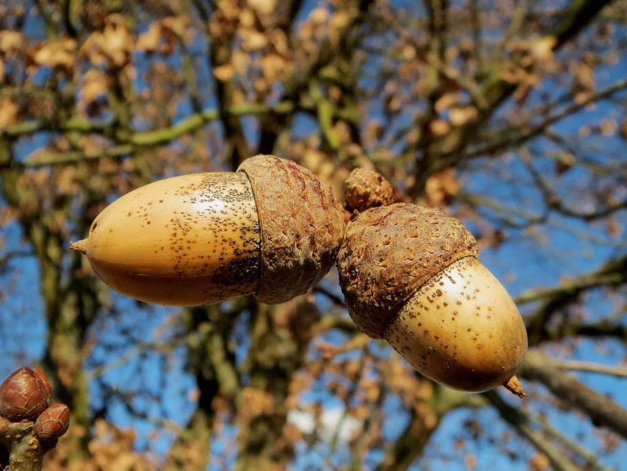Brown Acorn, acorns, close-up, macro, nuts, oak nuts, tree, focus on foreground HD wallpaper