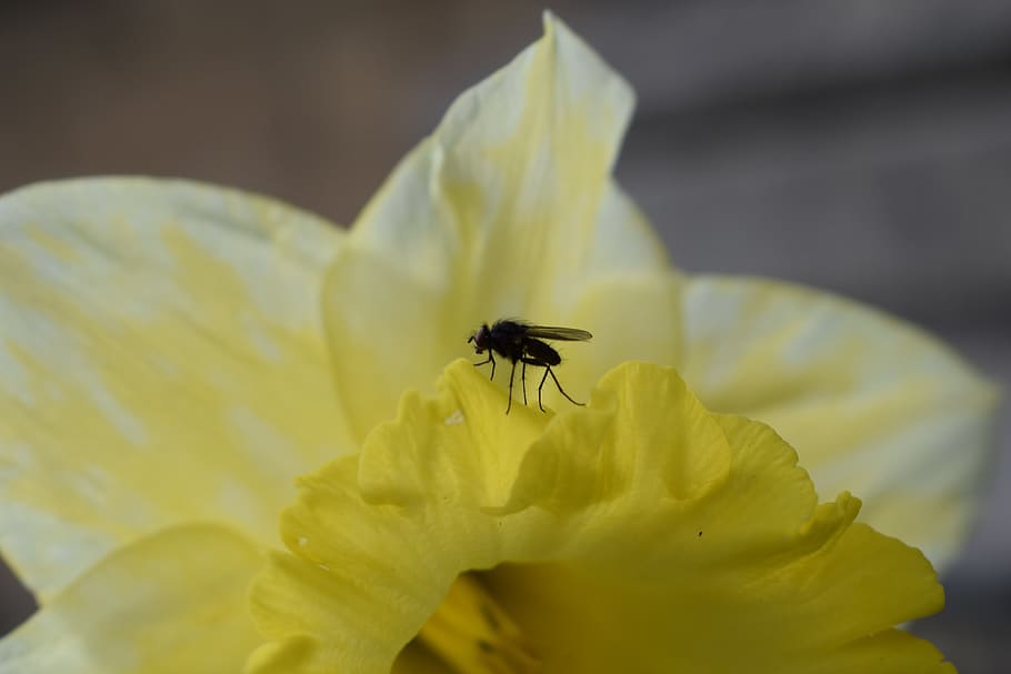 yellow, fly, flower, insect, wings, macro, flowering plant HD wallpaper