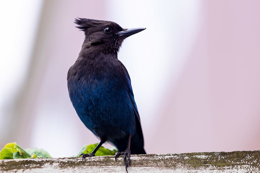 black bird, jay, animal, blue jay, bluebird, agelaius, blackbird, HD wallpaper
