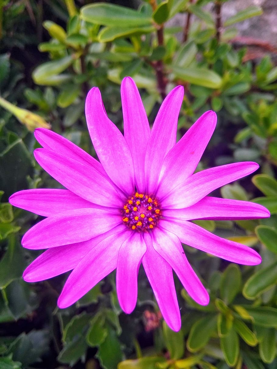 pink-petaled flowers, plant, blossom, pasca, colombia, cl. 1 #10-381 HD wallpaper
