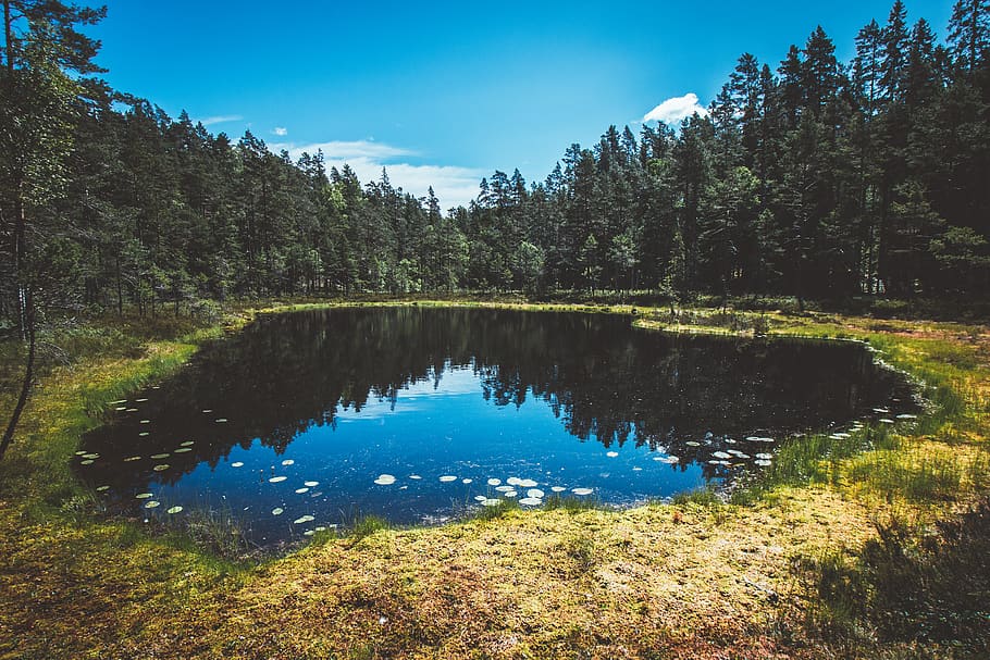 water, plant, tree, nature, outdoors, abies, fir, land, tivedens national park HD wallpaper