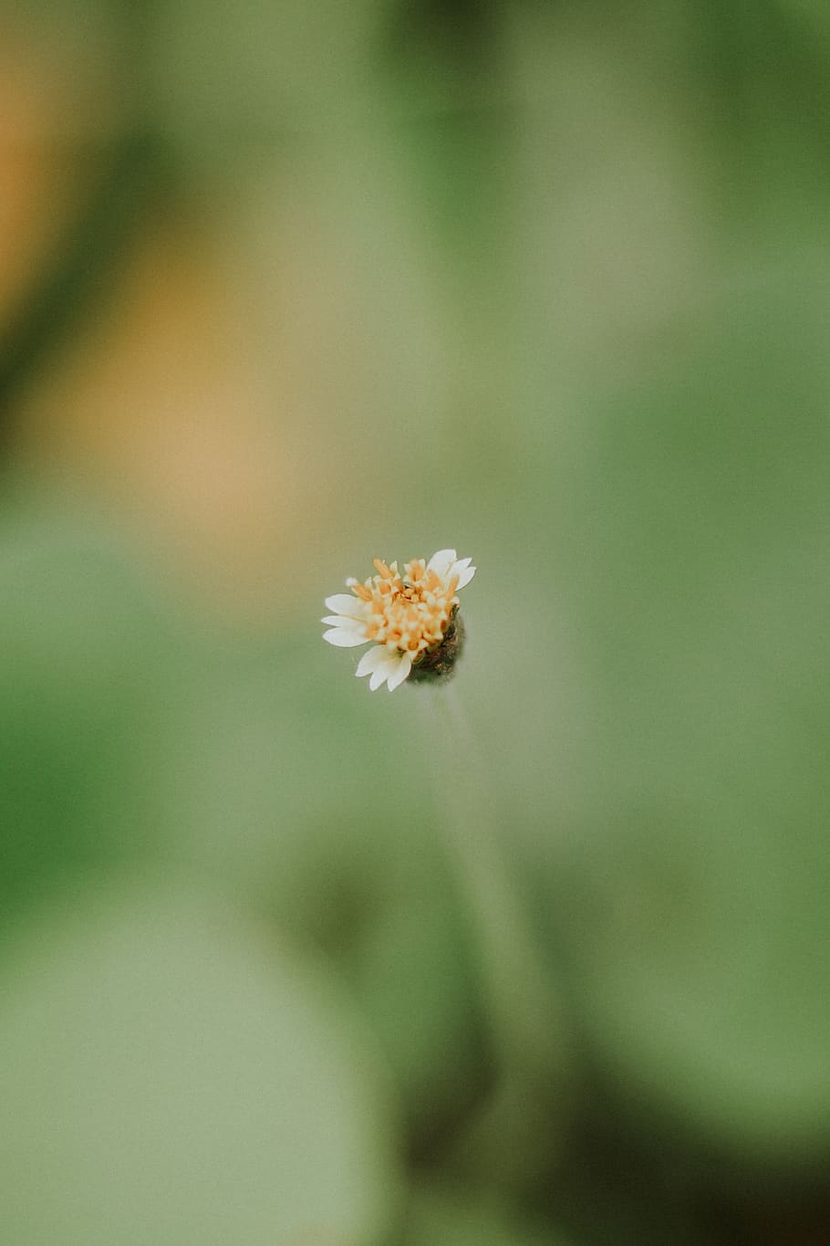 closeup, macro, flower, summer, color, warm, potrait, colorful HD wallpaper