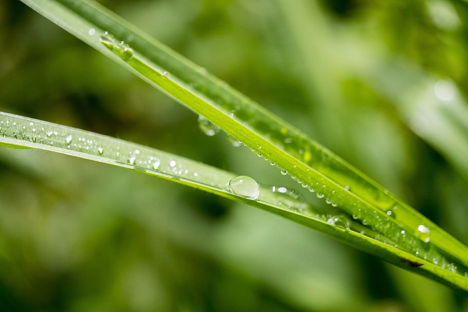Tilt Shift Lens Photo of Green Leafed Plant, blur, blurred background HD wallpaper