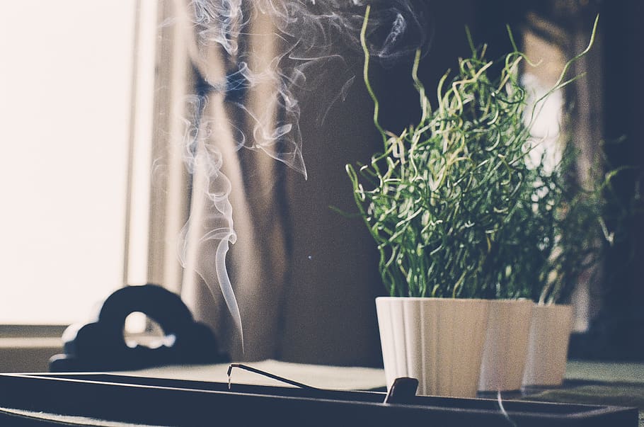 Burned Incense Stick on Container, plant, nature, potted plant HD wallpaper