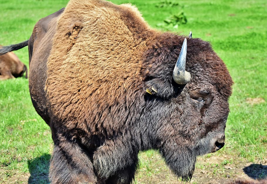 HD wallpaper bison, buffalo, horns, american bison, wild, livestock