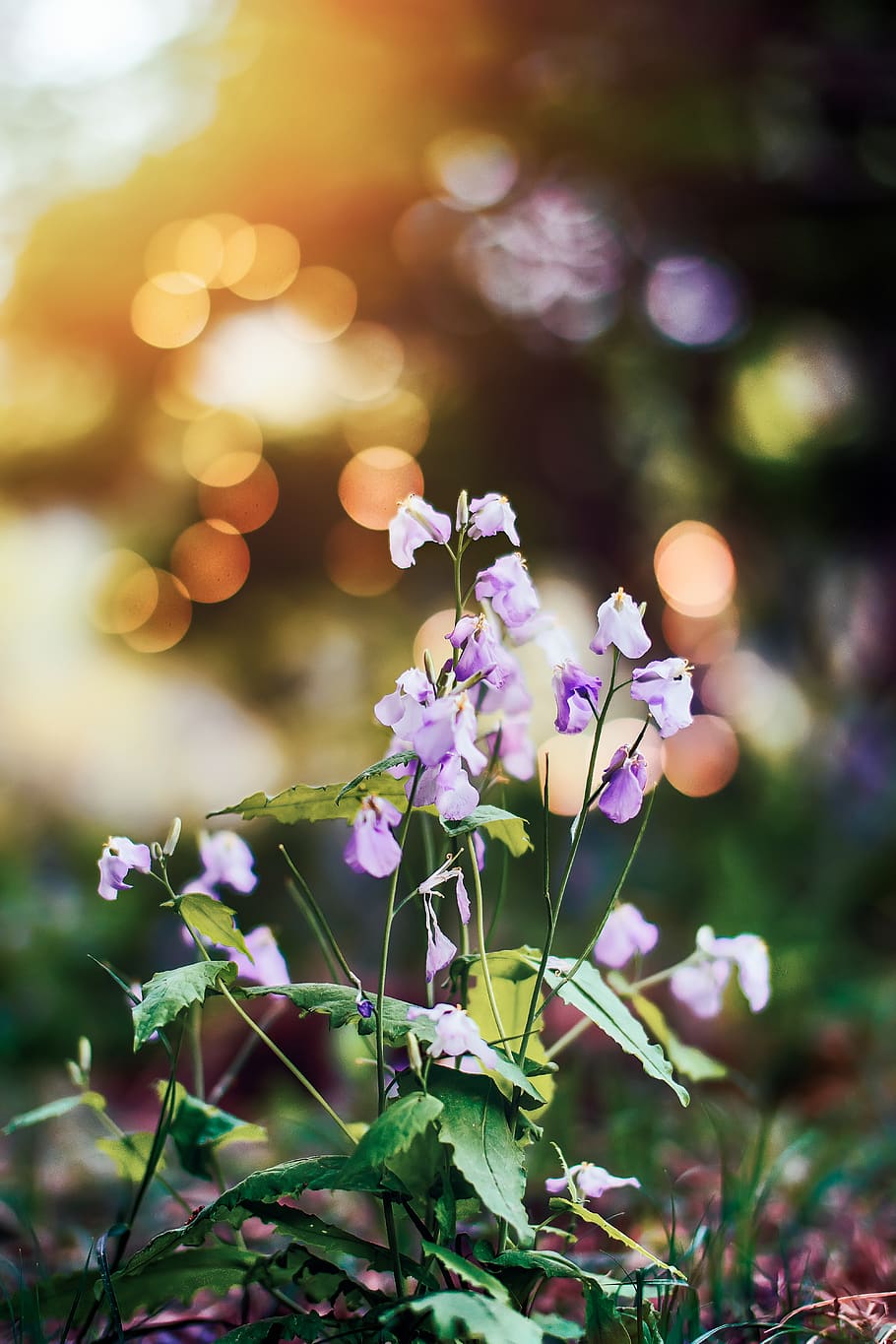 flower, plant, blossom, geranium, iris, petal, jar, potted plant HD wallpaper