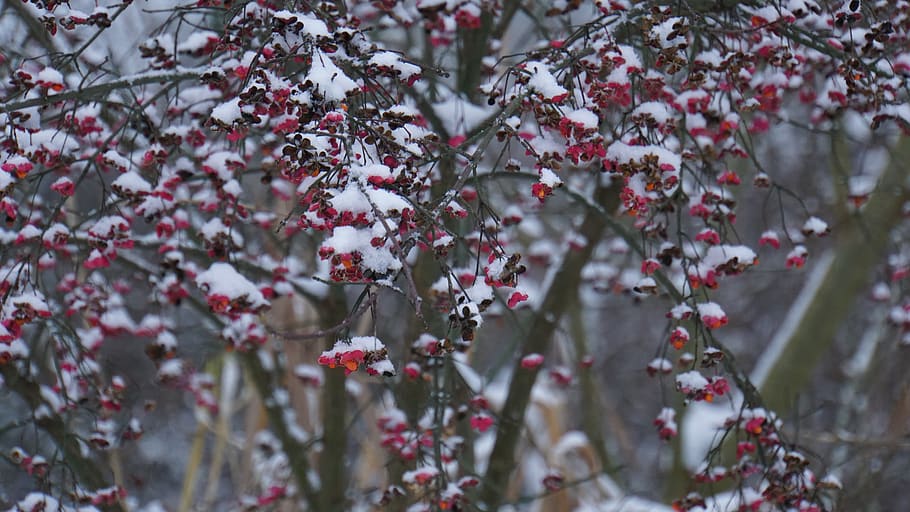 winter, berries, red, snow, white, snowflakes, nature, plant HD wallpaper