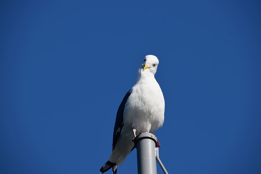 white bird, animal, seagull, jay, silhouette, kite bird, eagle HD wallpaper