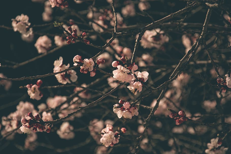 tumblr pictures spring