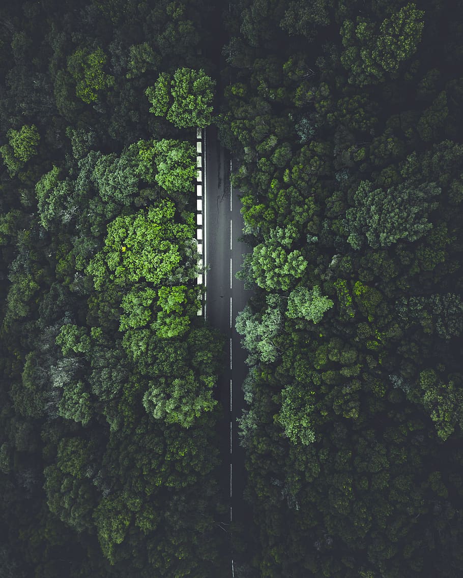 road, tree, forest, jungle, highway, drone view, dark, green