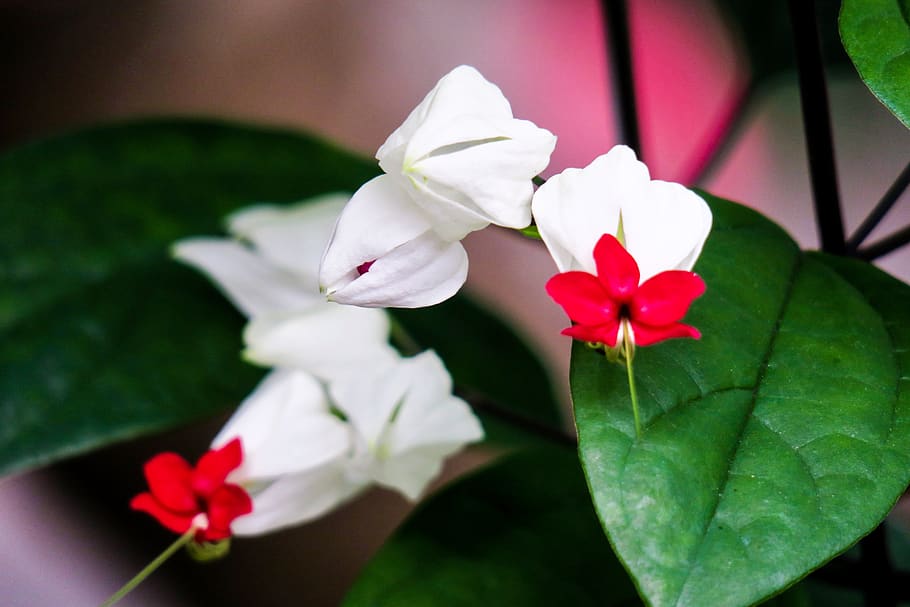 dragon spit bead, plant, beautiful, light, bloom, fresh, hong kong HD wallpaper