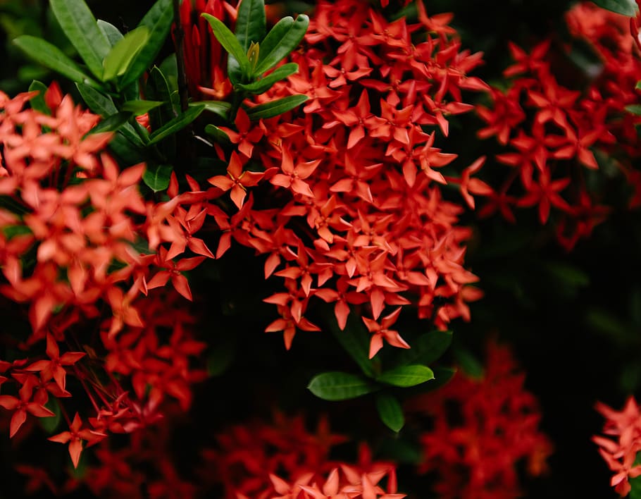 red ixora flower, plant, blossom, acanthaceae, geranium, nature