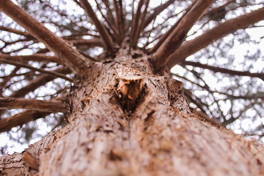 trees, forrest, lake, fall, plant, tree trunk, low angle view HD wallpaper