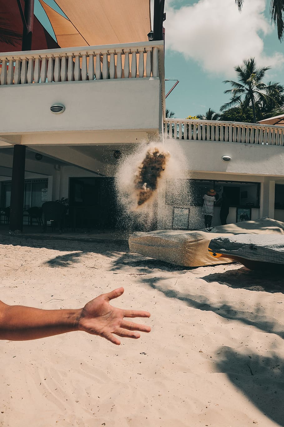 person throwing white stone, palm tree, arecaceae, flora, plant HD wallpaper