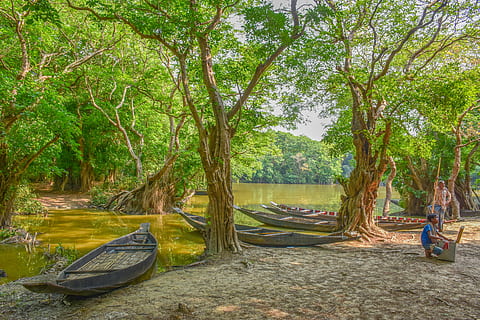 HD wallpaper: bangladesh, landscape, nature, forest, green, mangrove, trees  | Wallpaper Flare