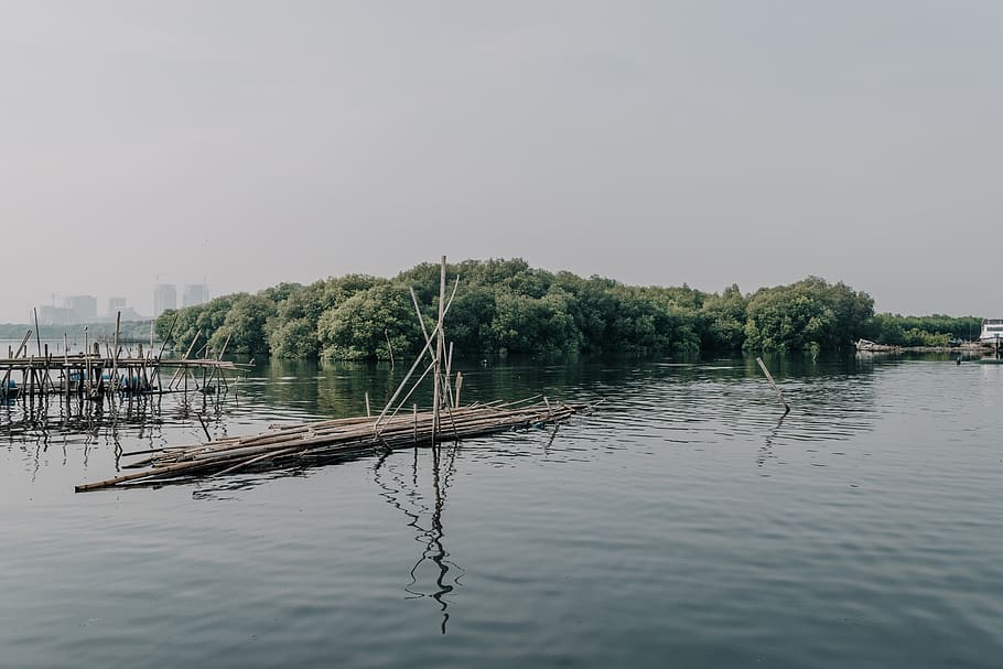 green, trees, ocean, calm, water, sky, waterfront, reflection HD wallpaper