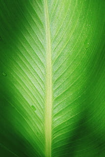 water drop on green leaf, plant, light, nature, texture, droplet HD wallpaper