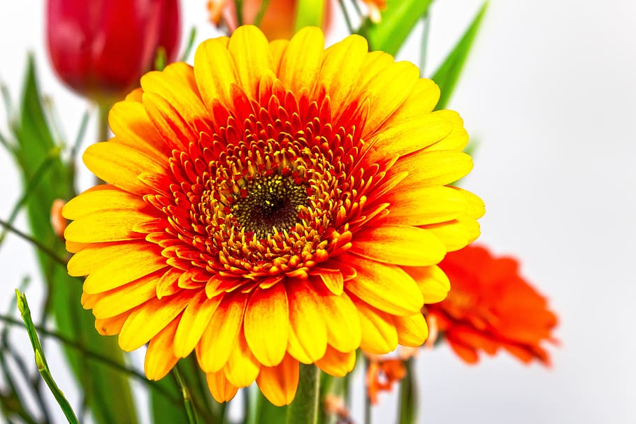 gerbera, composites, blossom, bloom, spring, nature, plant HD wallpaper