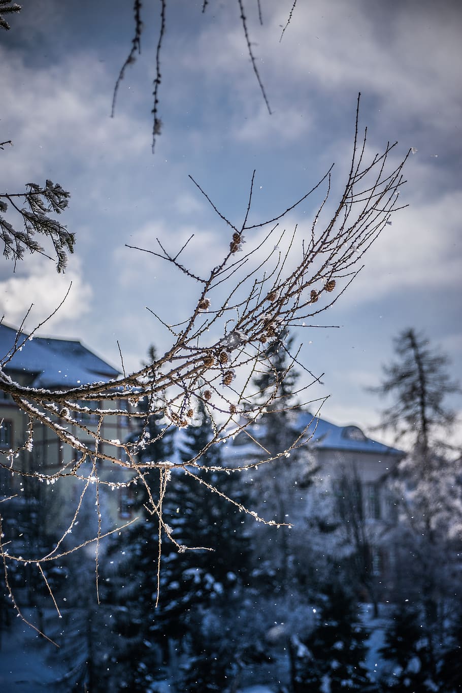 winter, trees, nature, snow, cold, landscape, heaven, frozen HD wallpaper