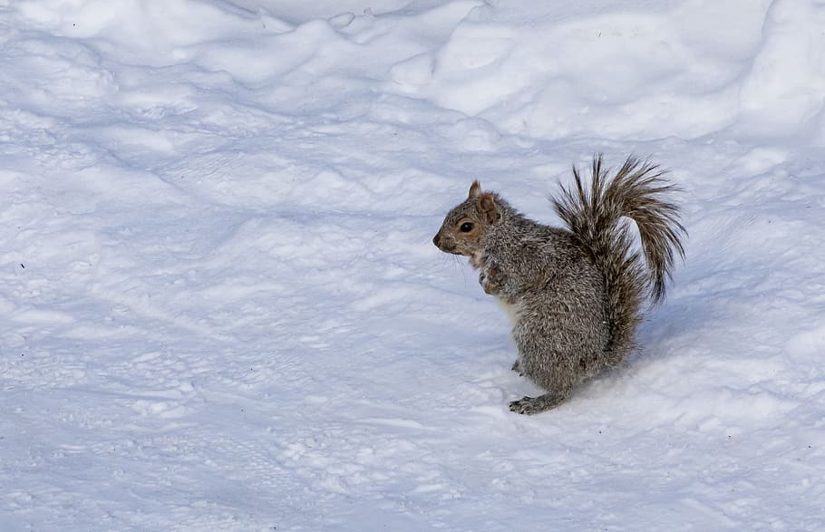 brown squirrel, rodent, animal, mammal, wildlife, bear, snow HD wallpaper
