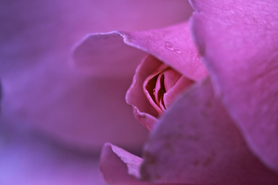 pink-petaled flower, blossom, rose, plant, geranium, person, human HD wallpaper