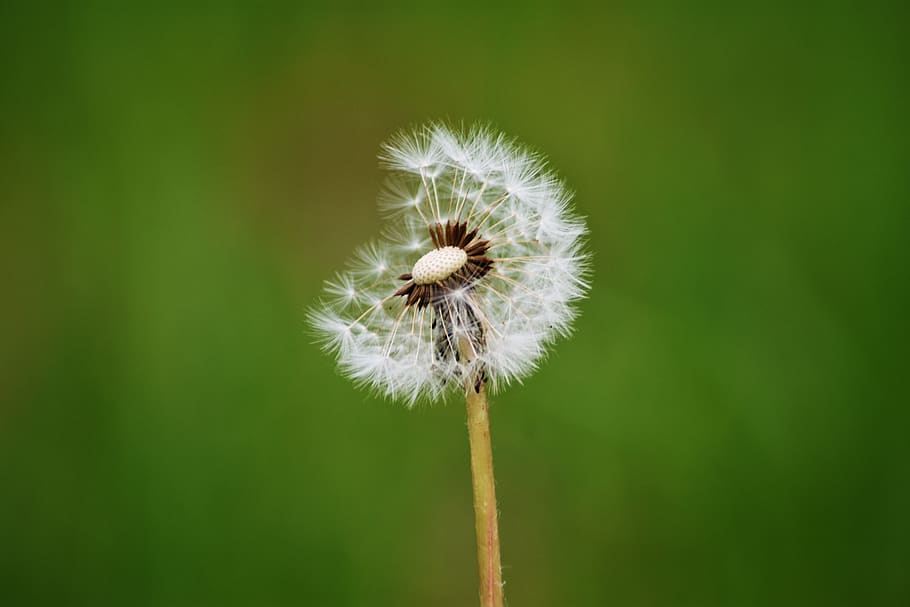 dandelion, plant, alone, green, garden, nature, flora, fluffy HD wallpaper